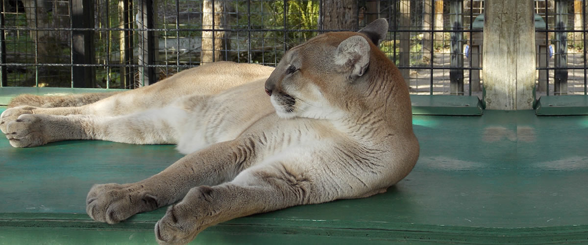 Jungle Adventures - A Real Florida Animal Park