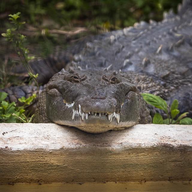 American Crocodile facing forward